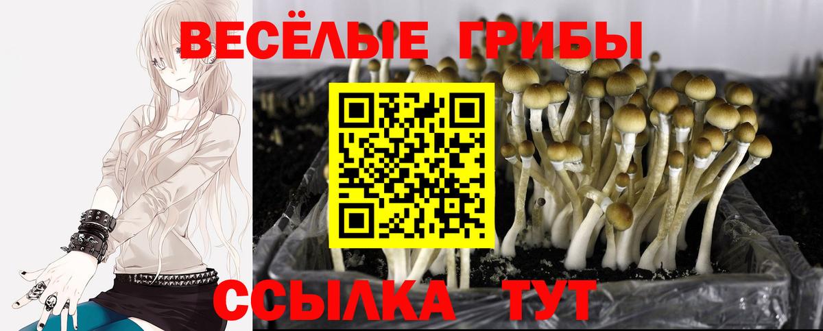 Псилоцибиновые грибы мицелий  Переславль-Залесский 